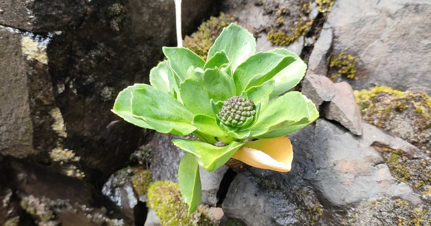 Photo d’un choux de Kerguelen