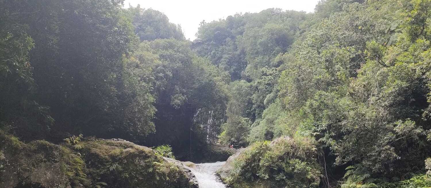 Forêt de la Réunion